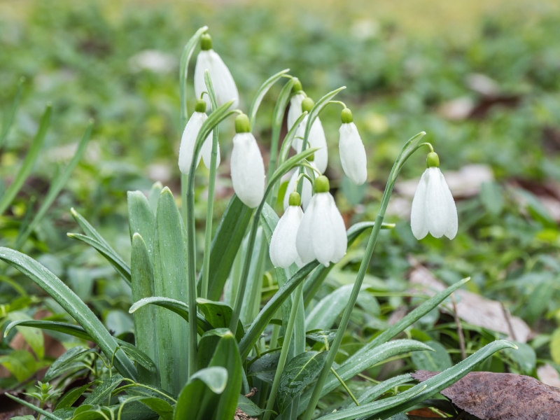 Highdown Gardens